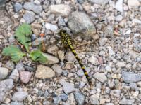 Kleine Zangenlibelle Männchen